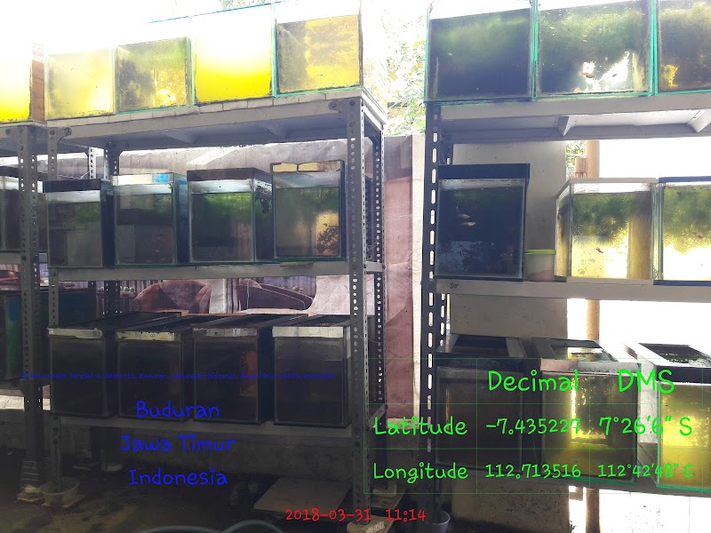 DELTA ORNAMENTAL FISH di Sidoarjo