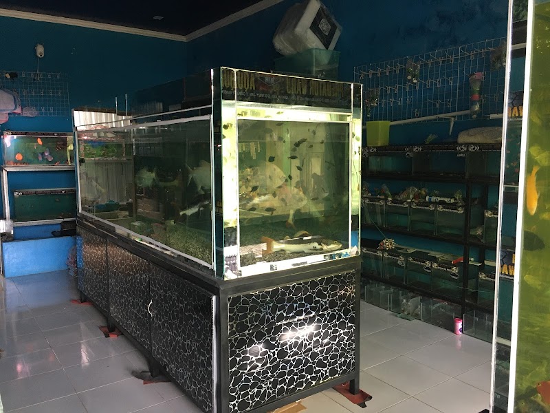 GARASI AQUARIUM WARU-toko ikan hias dan aquarium di Madura